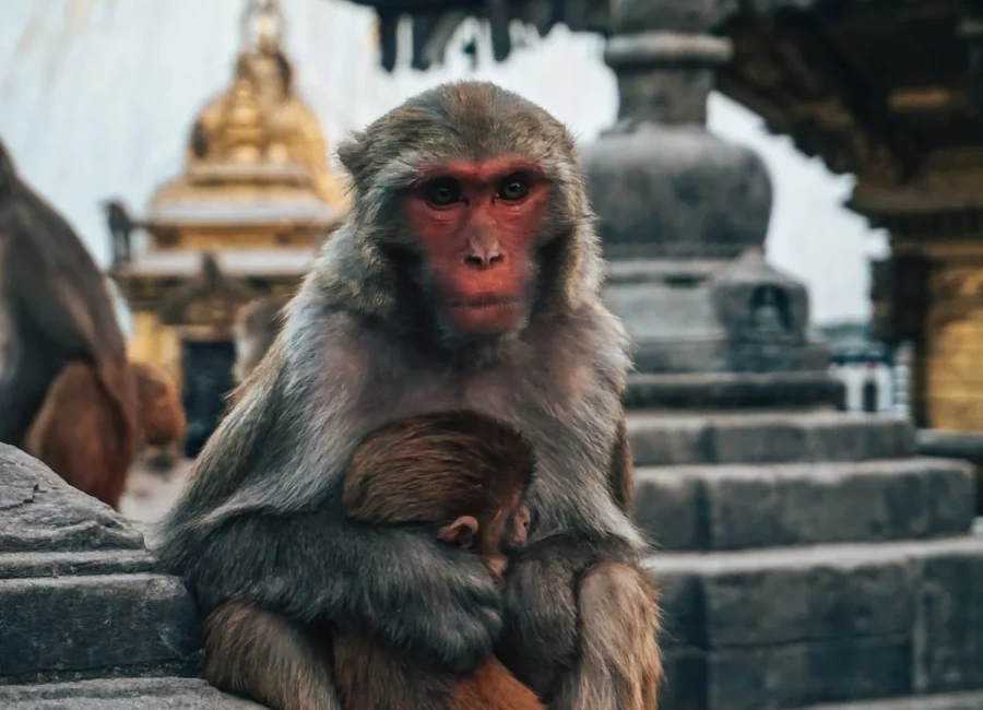 Nepal, Tibet & Bhutan