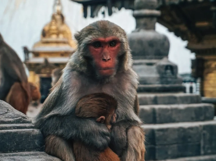 Nepal