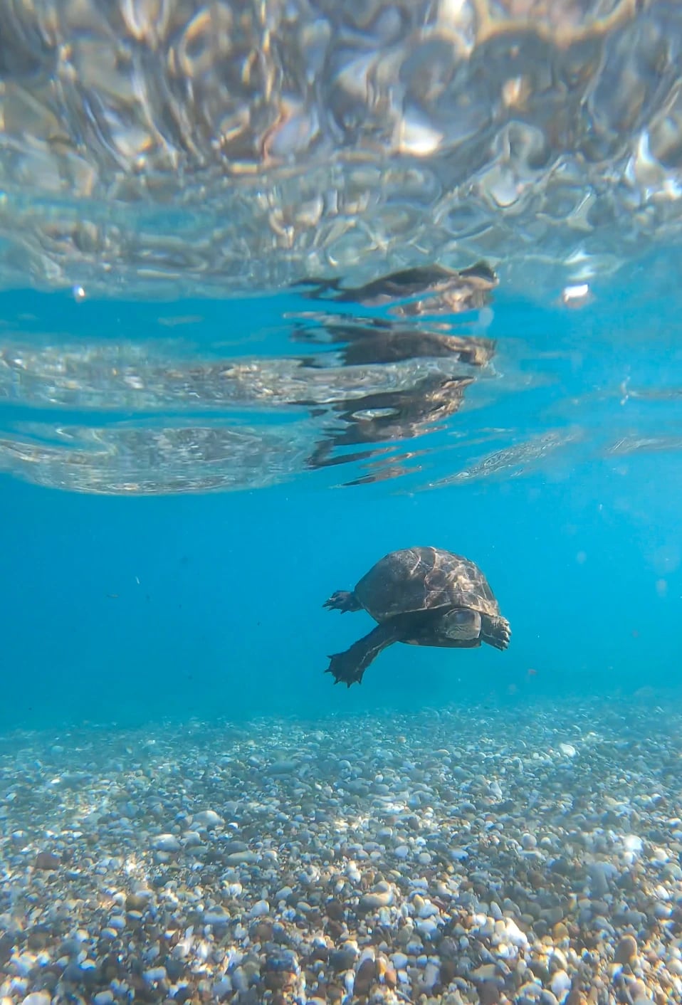 Eine Schildkröte schwimmt im klaren, hellblauen Wasser über einem Kieselgrund.