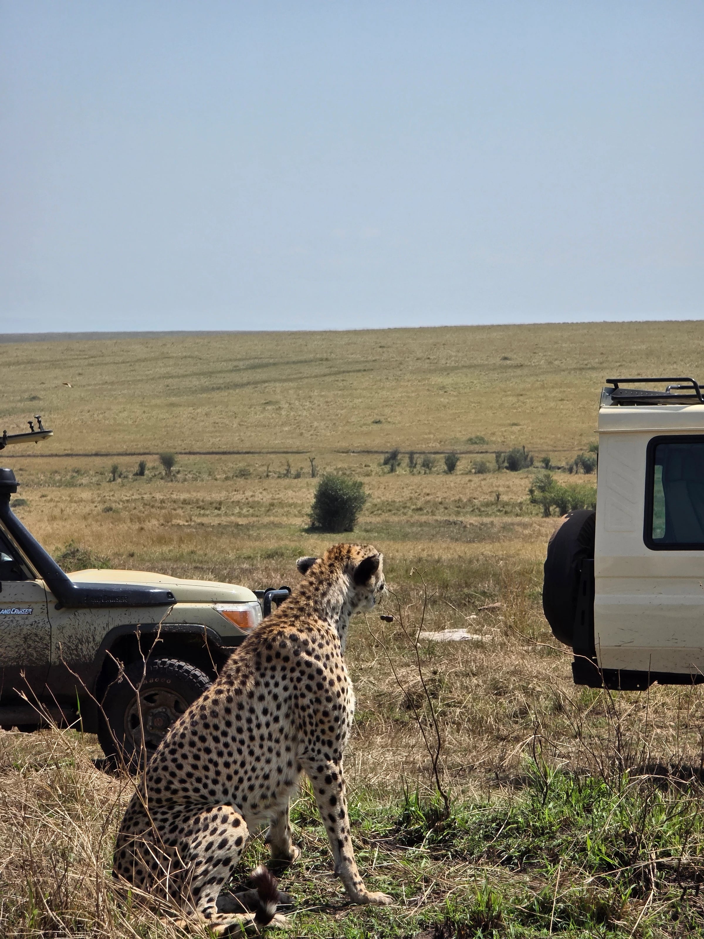 Ein Gepard sitzt im Gras zwischen zwei Safarijeeps und blickt über die Savanne.