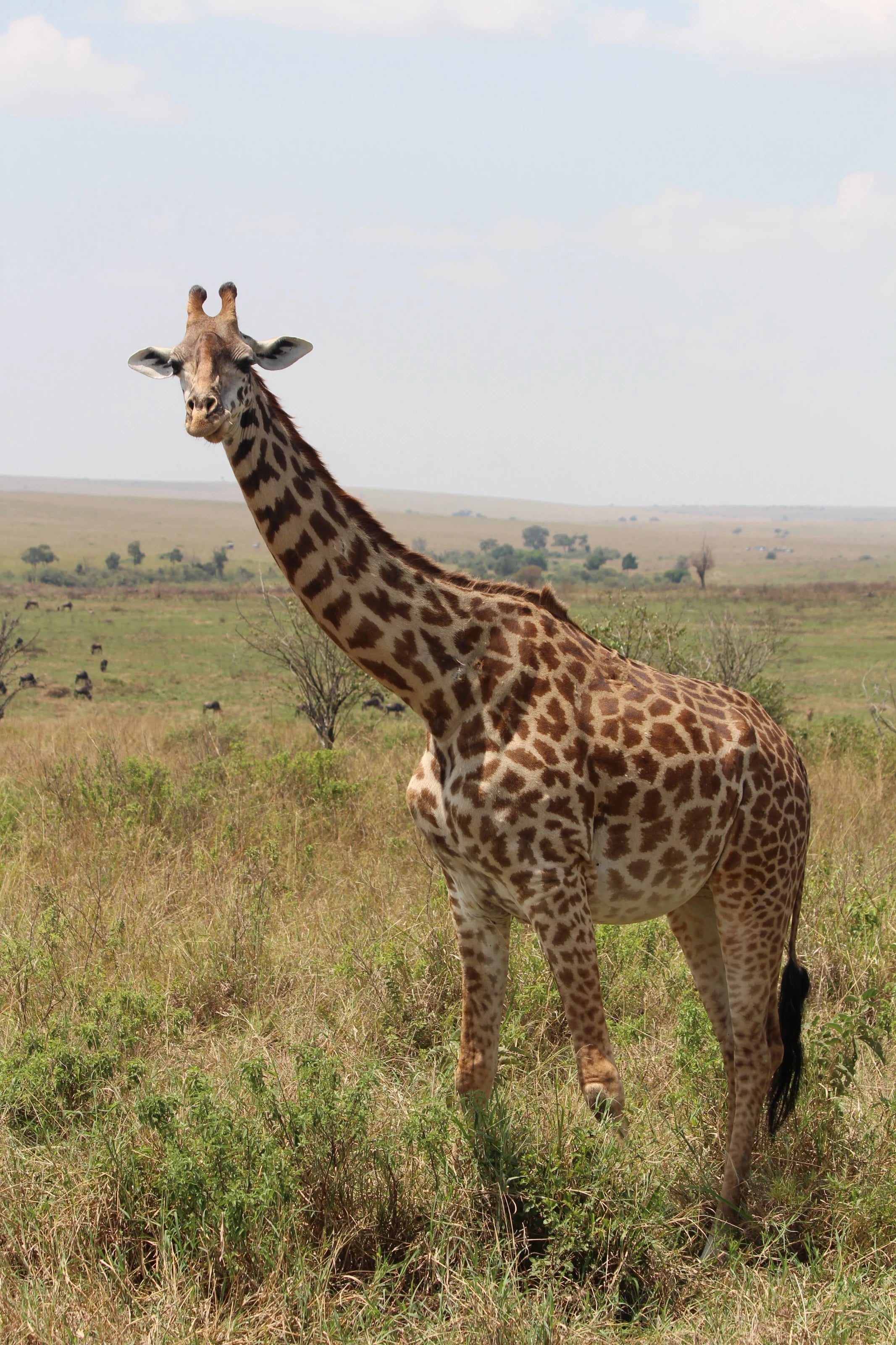 Eine Giraffe steht in der Savanne und schaut direkt in die Kamera.