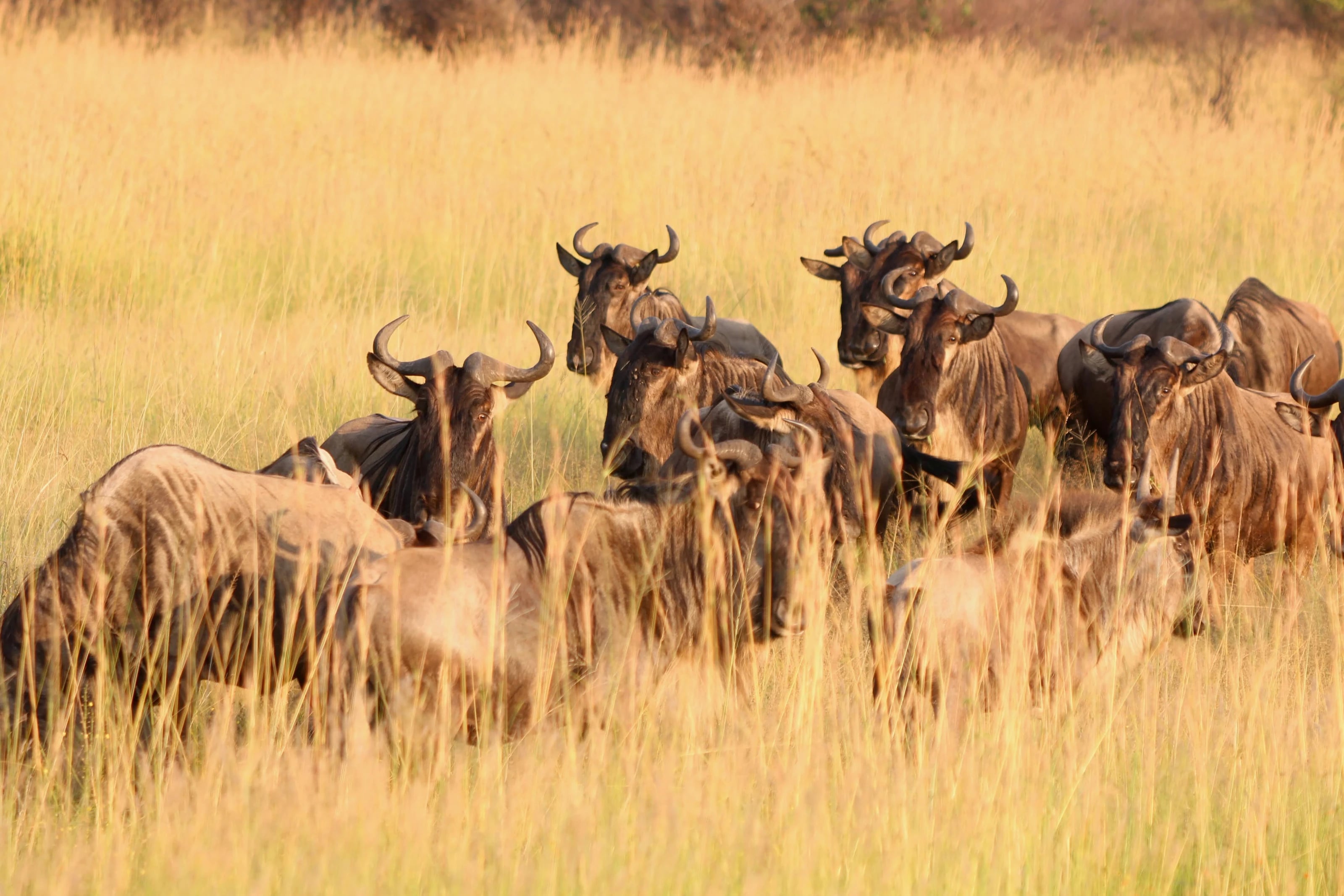 Gnus liegen und stehen im hohen, goldenen Gras.