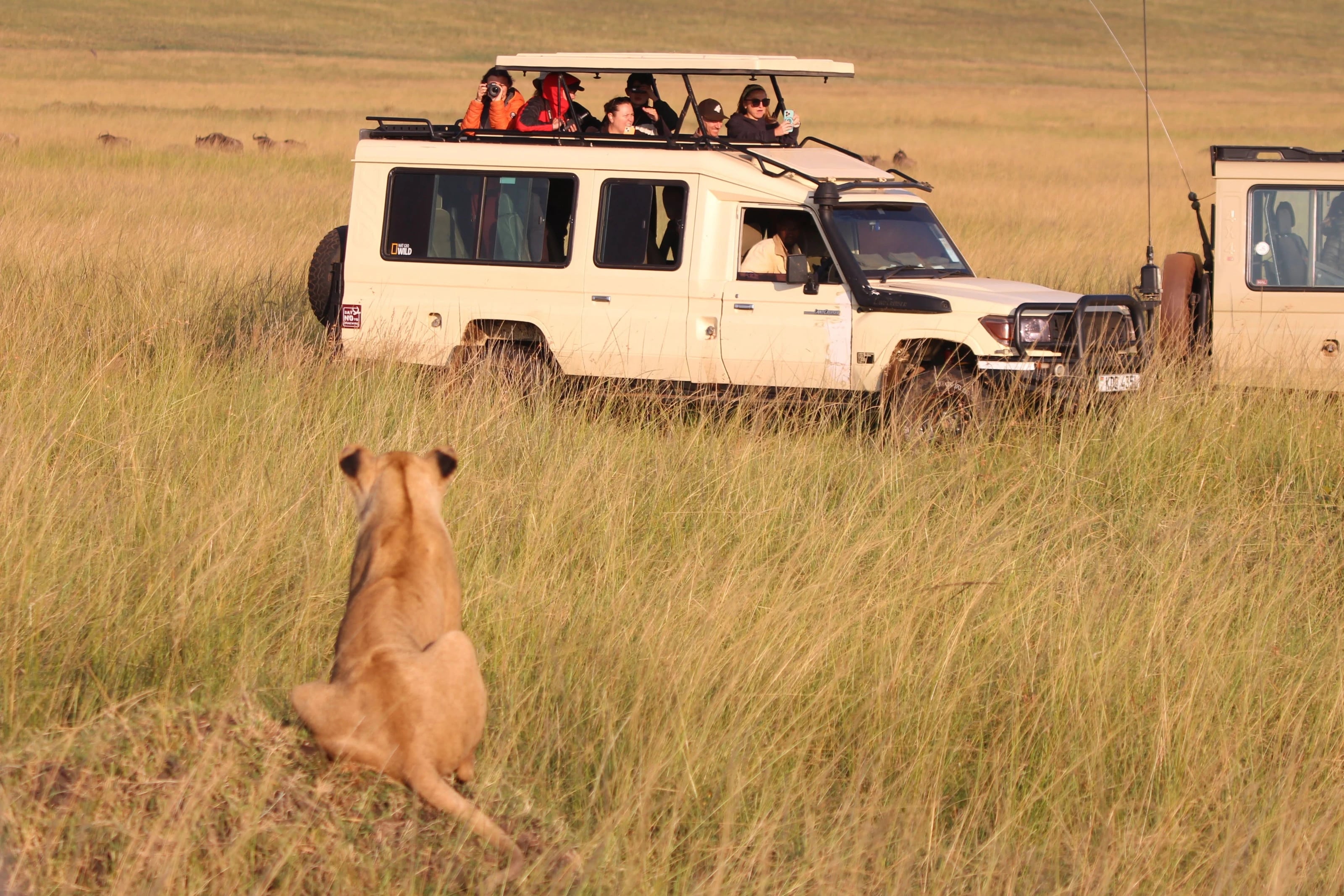 Eine Löwin sitzt im hohen Gras und beobachtet einen Safarijeep, aus dem Gäste fotografieren.