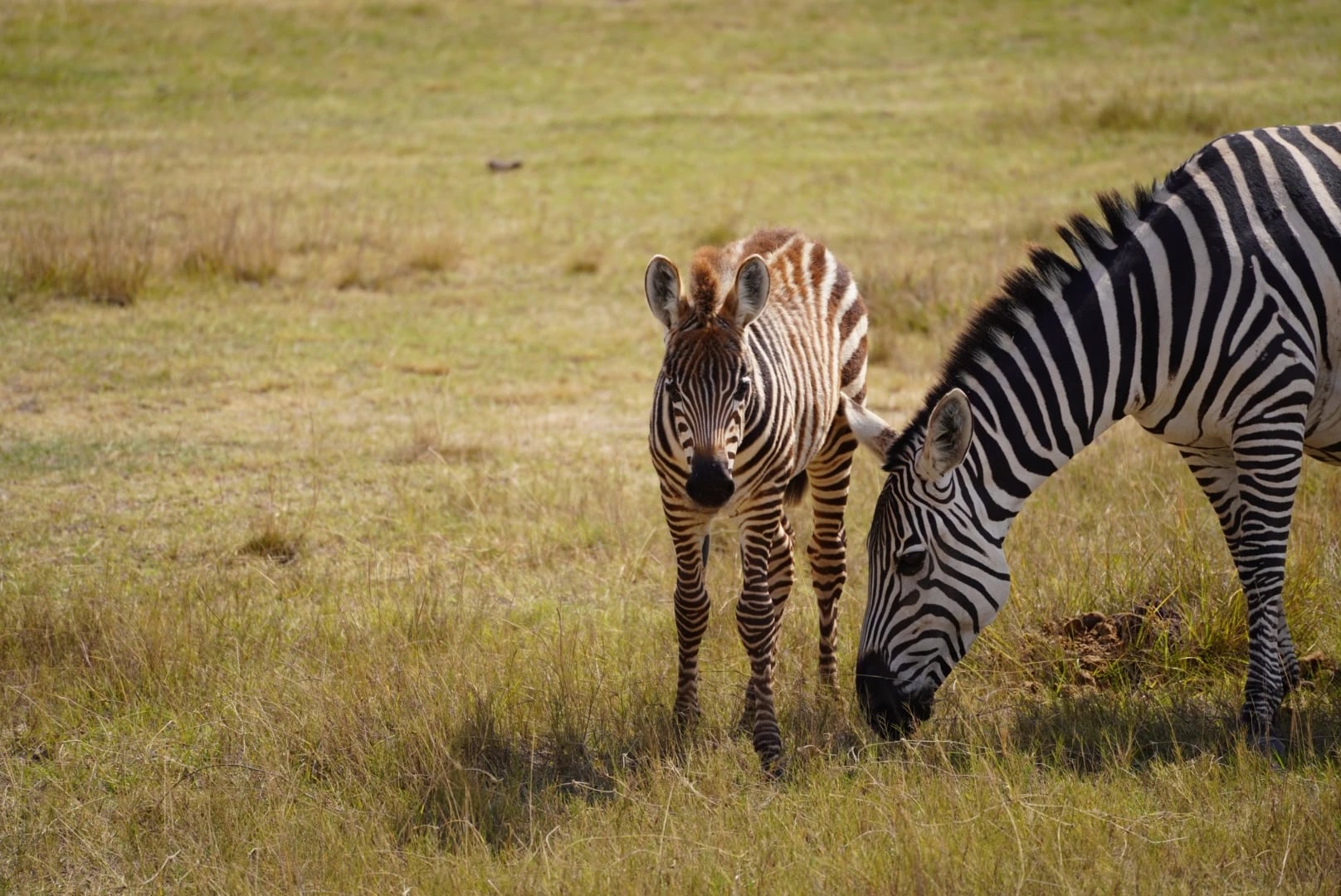 Ein Zebrafohlen steht neben seiner grasenden Mutter im goldenen Gras.