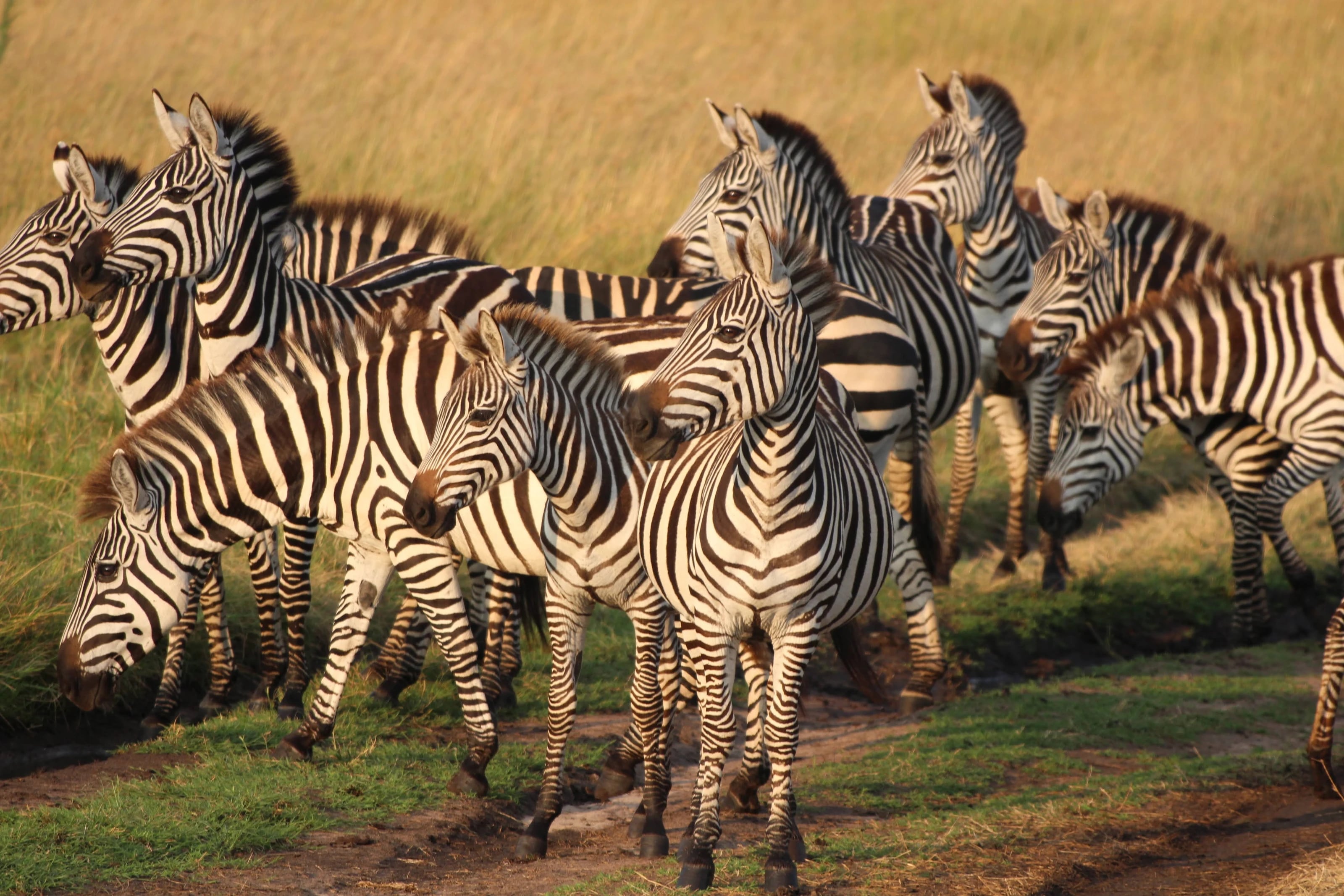 Eine Zebraherde steht dicht beieinander im warmen Abendlicht.