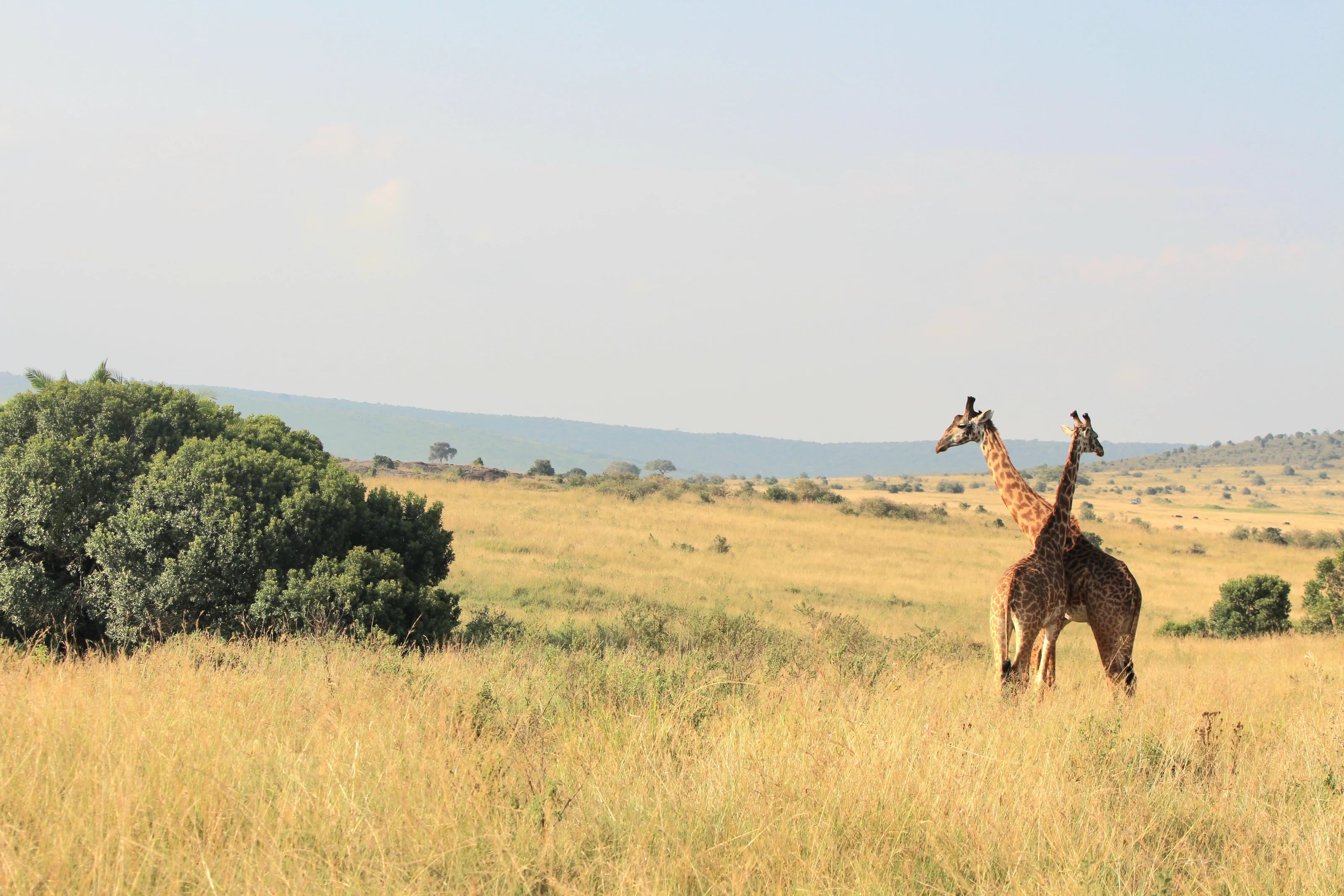 Zwei Giraffen stehen eng beieinander in der weiten, goldenen Savanne.