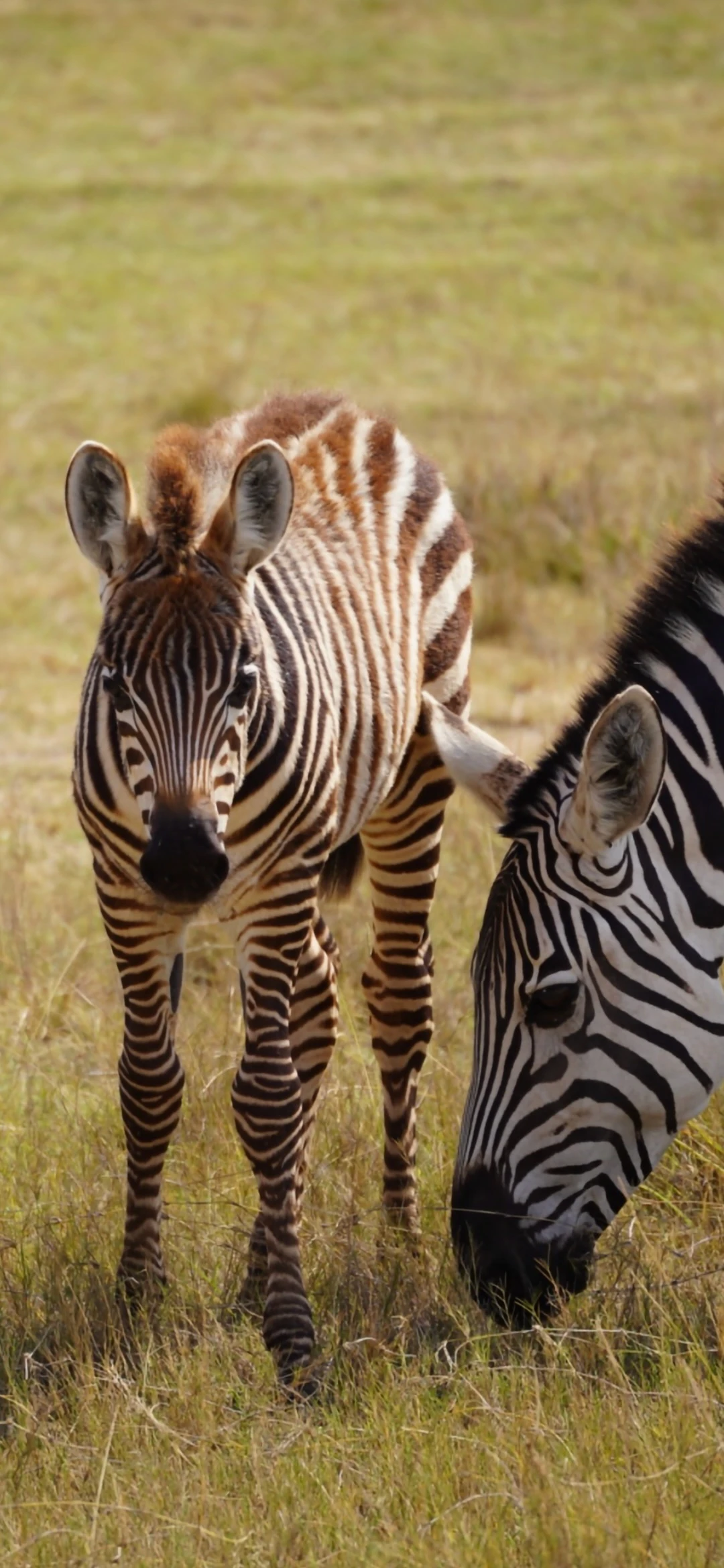 Ein Zebrafohlen blickt in die Kamera, daneben grast die Mutter.