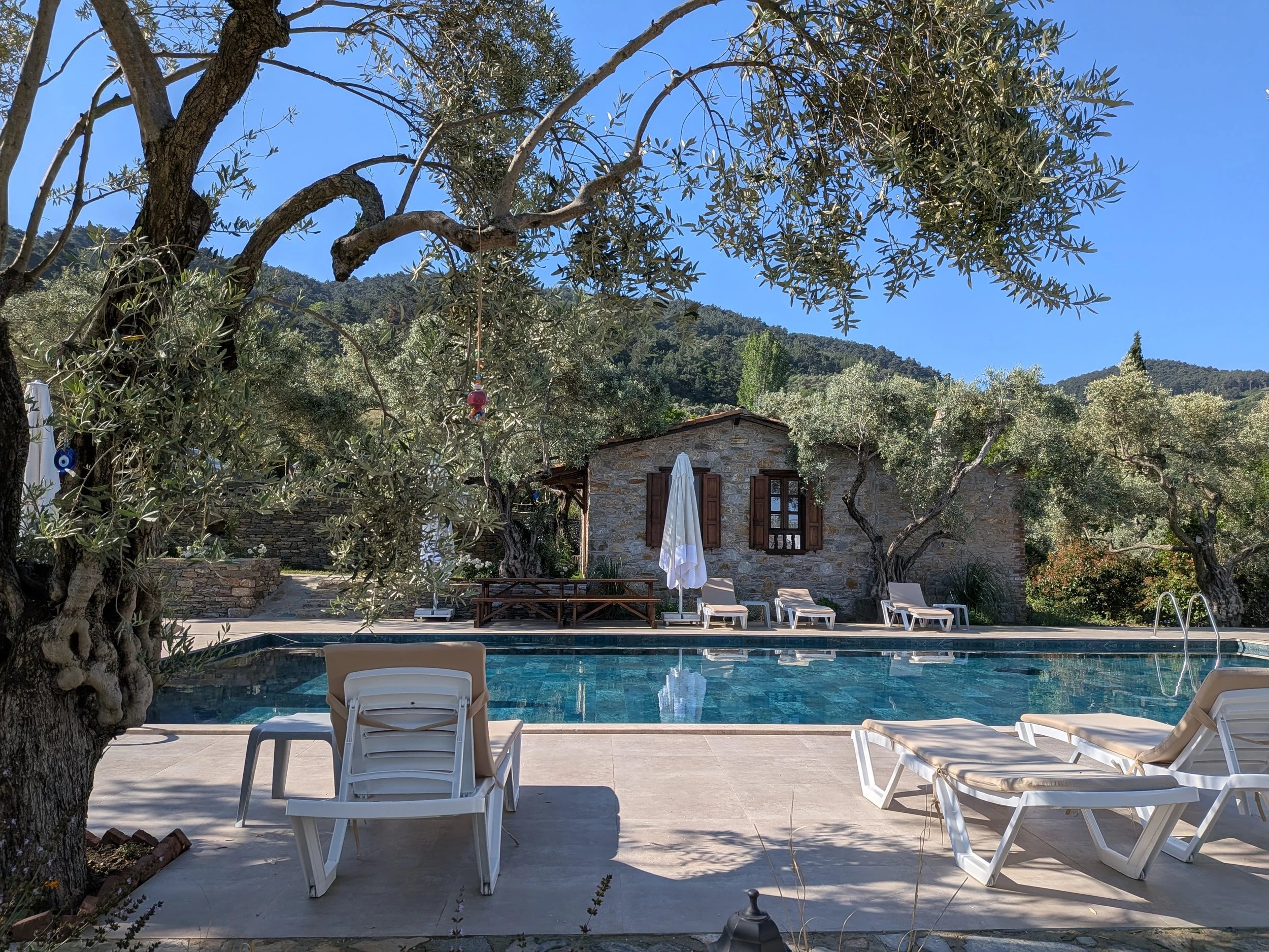 Der Pool am Morgen, davor ein alter Olivenbaum, dahinter das Steinhaus und die Hügel.