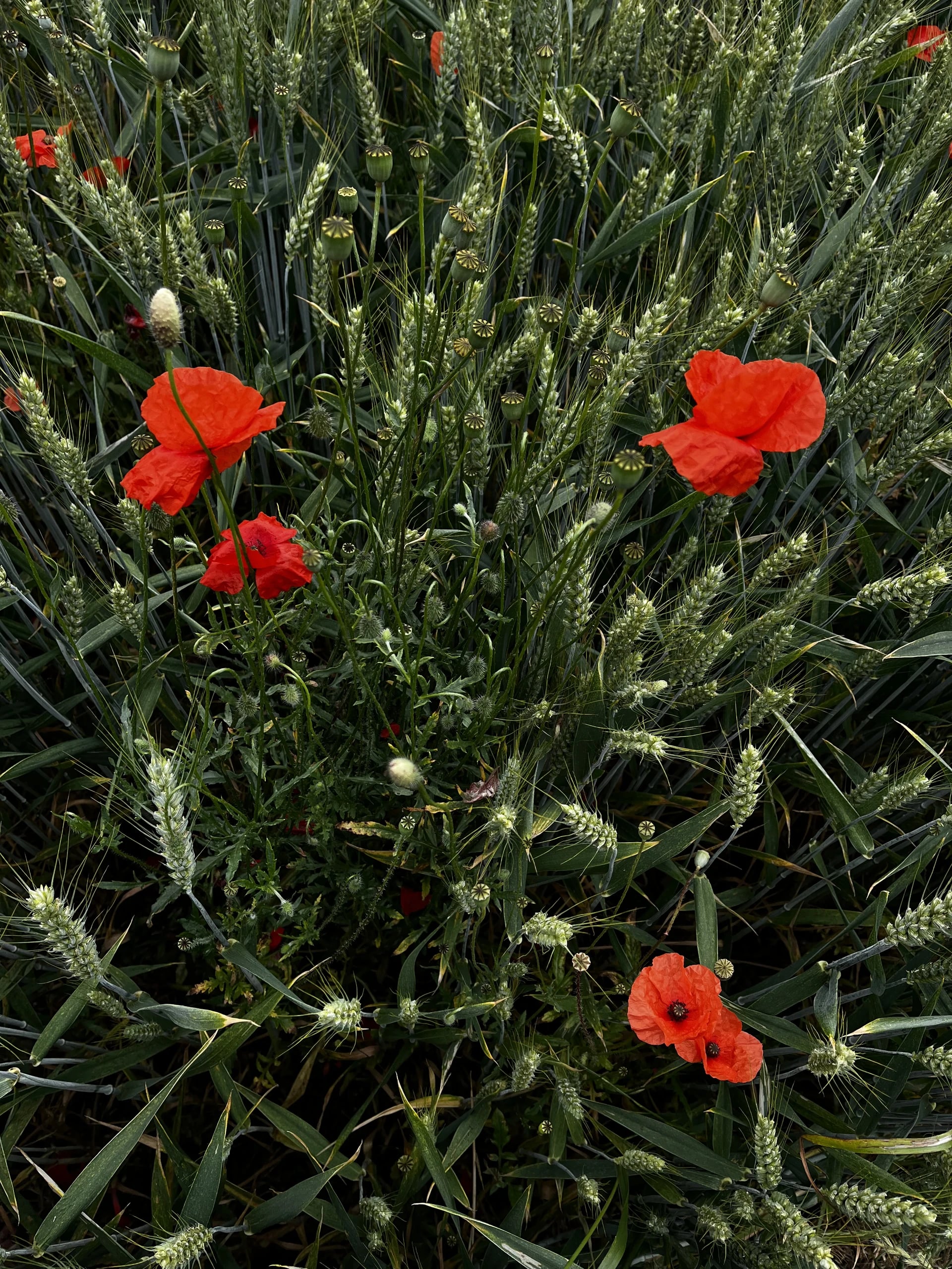 Roter Mohn blüht zwischen grünen Getreidehalmen auf einem Feld in der Eifel.