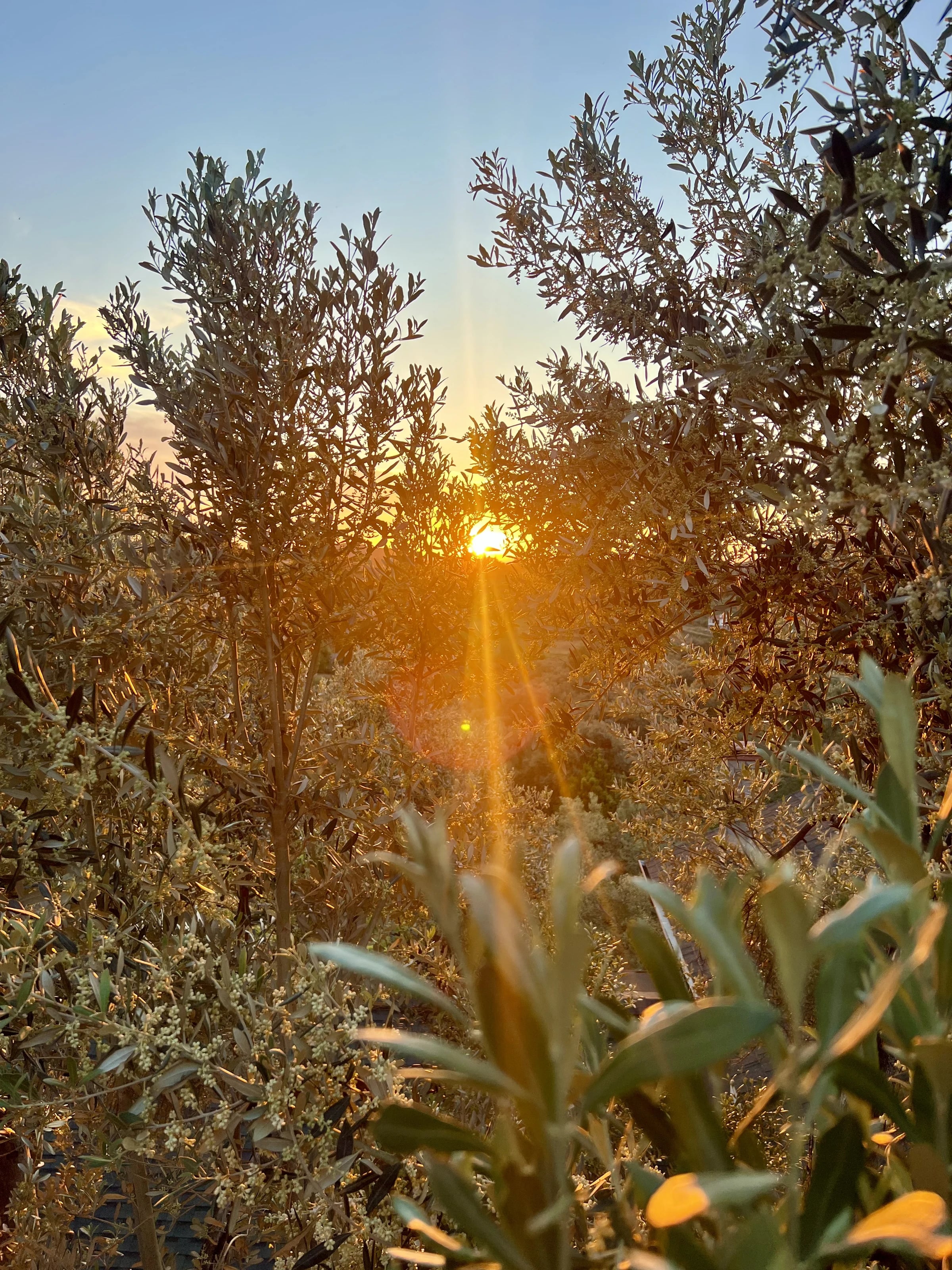 Die Abendsonne strahlt durch die Zweige junger Olivenbäume.