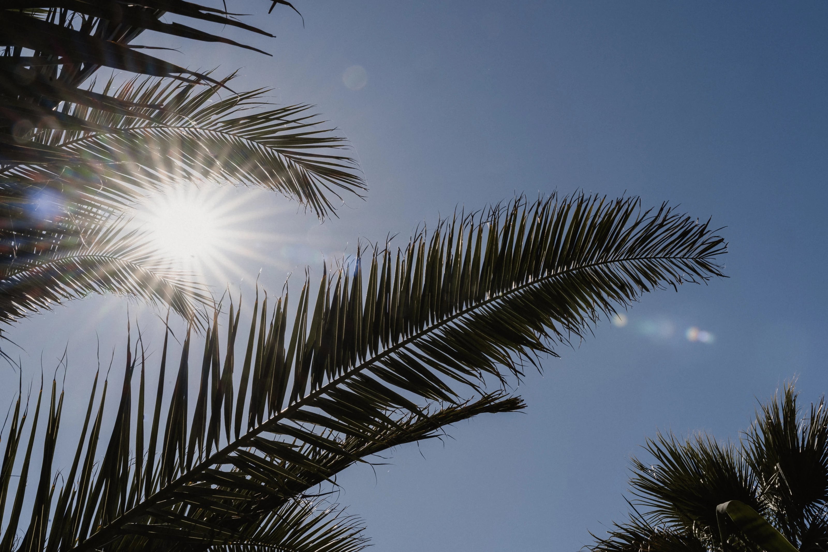 Palmwedel vor tiefblauem Himmel, die Sonne bricht als Stern durch die Blätter.