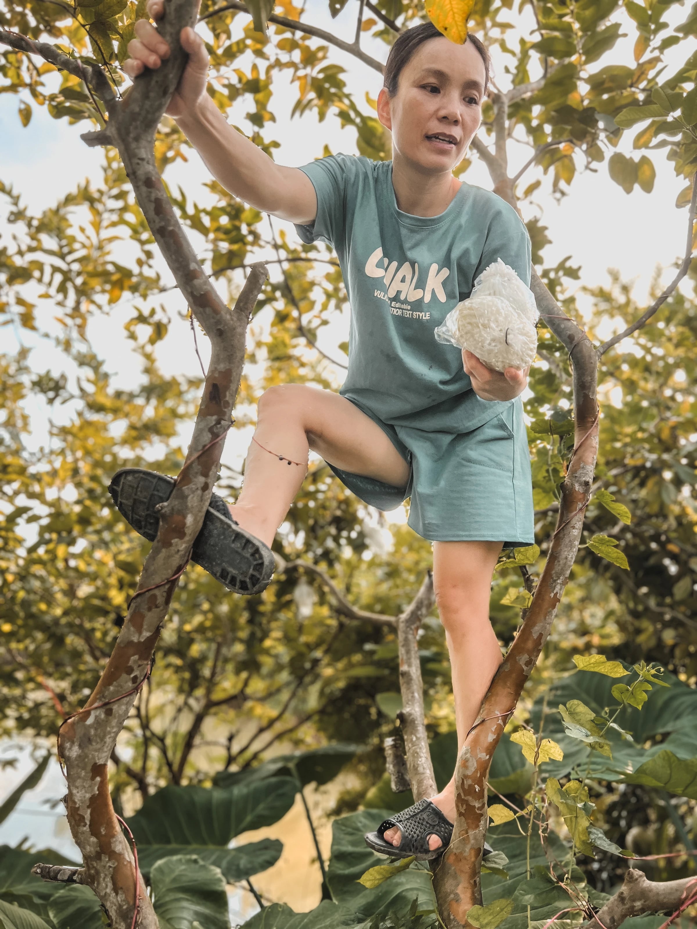 Frau Phong klettert barfuß in einen Obstbaum ihres Gartens und hält dabei einen Beutel mit geernteten Früchten fest.